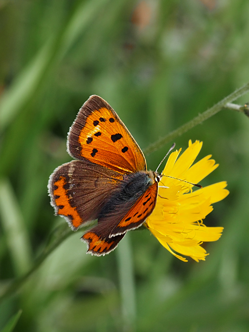 Kleiner Feuerfalter (Lycaena phlaeas...einer der letzten in diesem Jahr