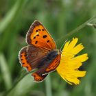 Kleiner Feuerfalter (Lycaena phlaeas...einer der letzten in diesem Jahr