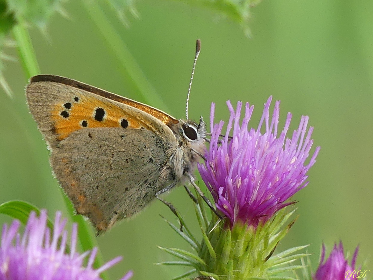 Kleiner Feuerfalter (small copper...) am 2. November