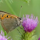 Kleiner Feuerfalter (small copper...) am 2. November