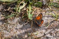 Kleiner Feuerfalter thx