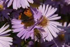 Kleiner Feuerfalter und Schwebfliege