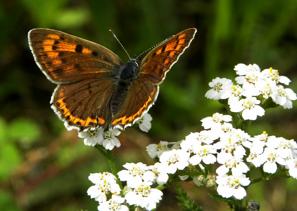 Kleiner Feuerfalter(Lycaena phlaeas)...