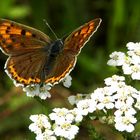 Kleiner Feuerfalter(Lycaena phlaeas)...