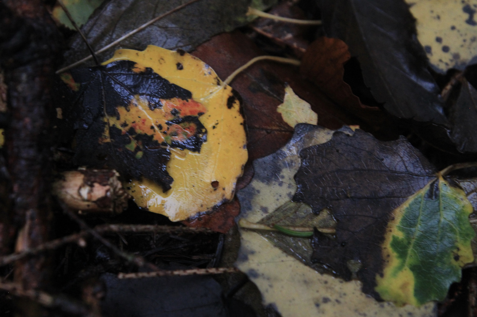 Kleiner Feuerwehrmann im Wald gefunden