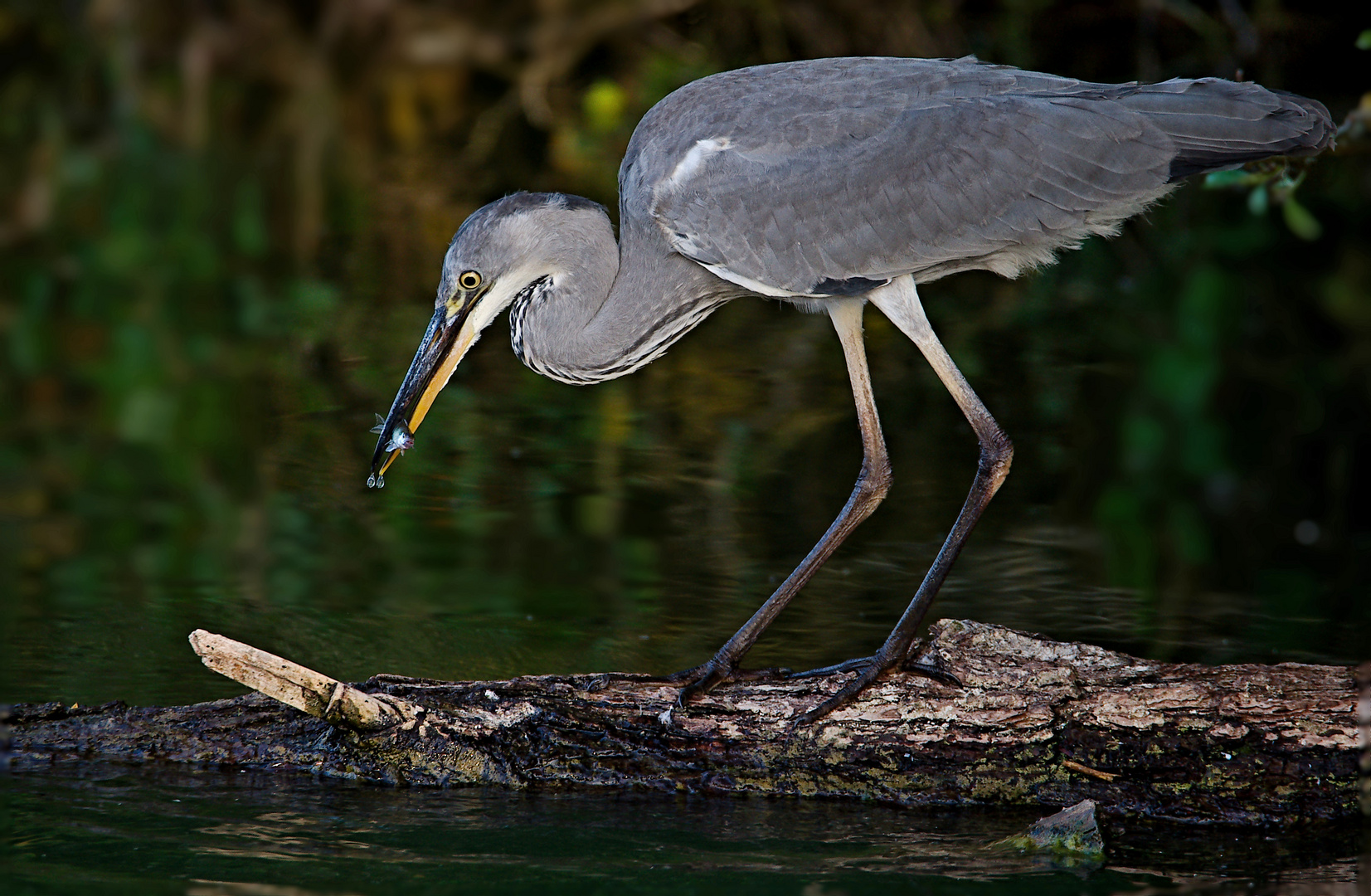 Kleiner Fisch