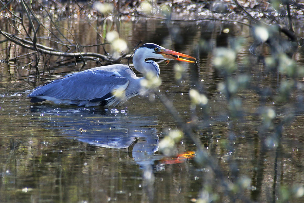 Kleiner Fisch am Ostersonntag