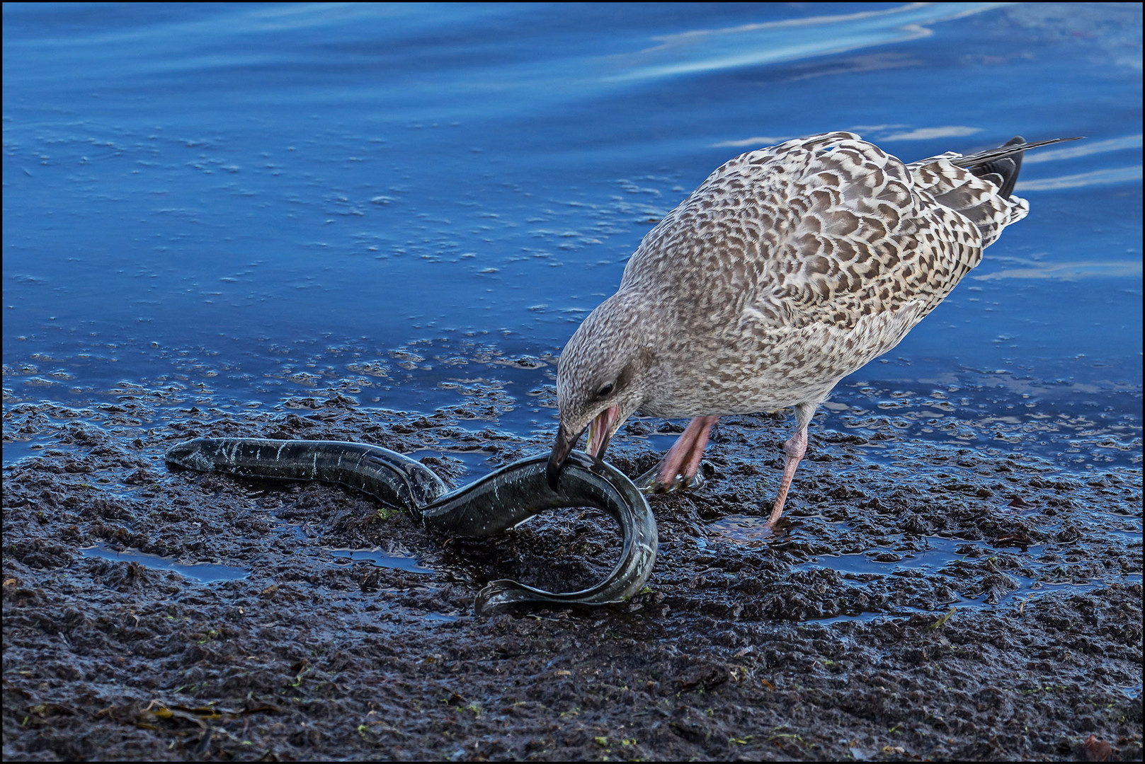 Kleiner Fisch