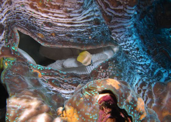 Kleiner Fisch ganz mutig ;-))