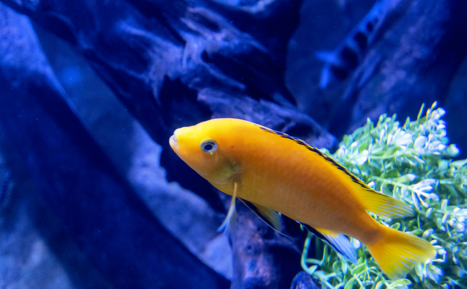 Kleiner Fisch im Aquarium