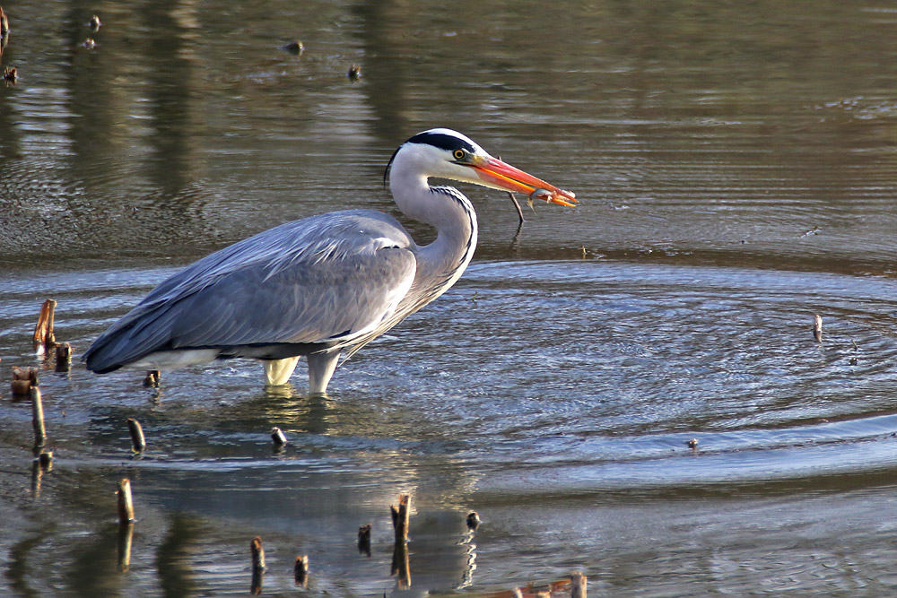 kleiner Fisch-Snack