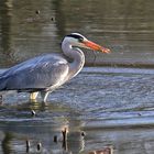 kleiner Fisch-Snack