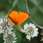 kleiner Flattermann auf der Klee-Wiese