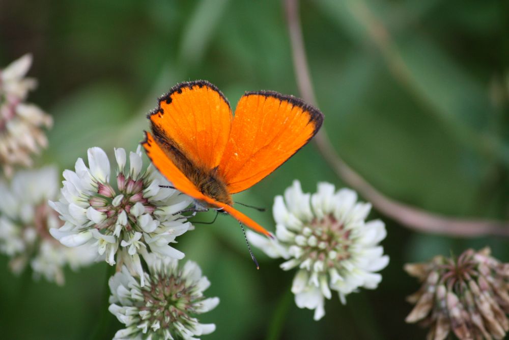 kleiner Flattermann auf der Klee-Wiese