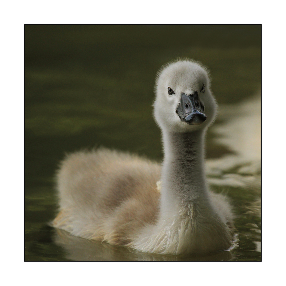 Kleiner flauschiger Schwan