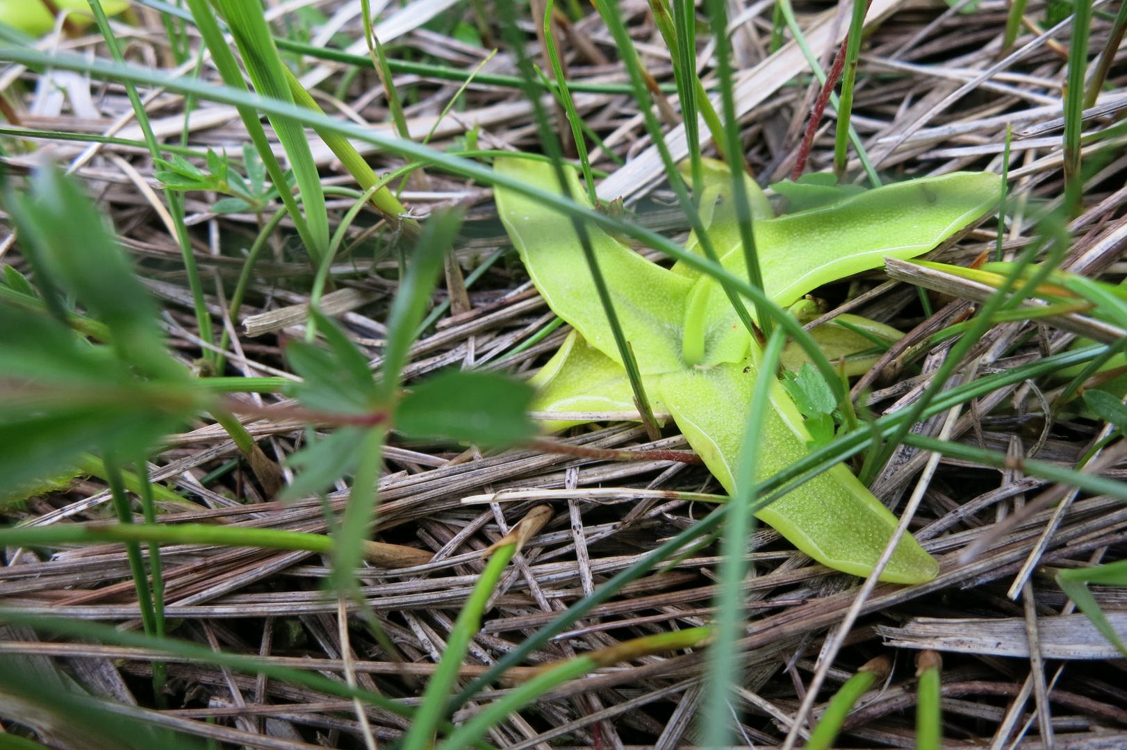 kleiner Fleischfresser Alpen-Fettkraut (Pinguicula alpina)