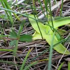 kleiner Fleischfresser Alpen-Fettkraut (Pinguicula alpina)