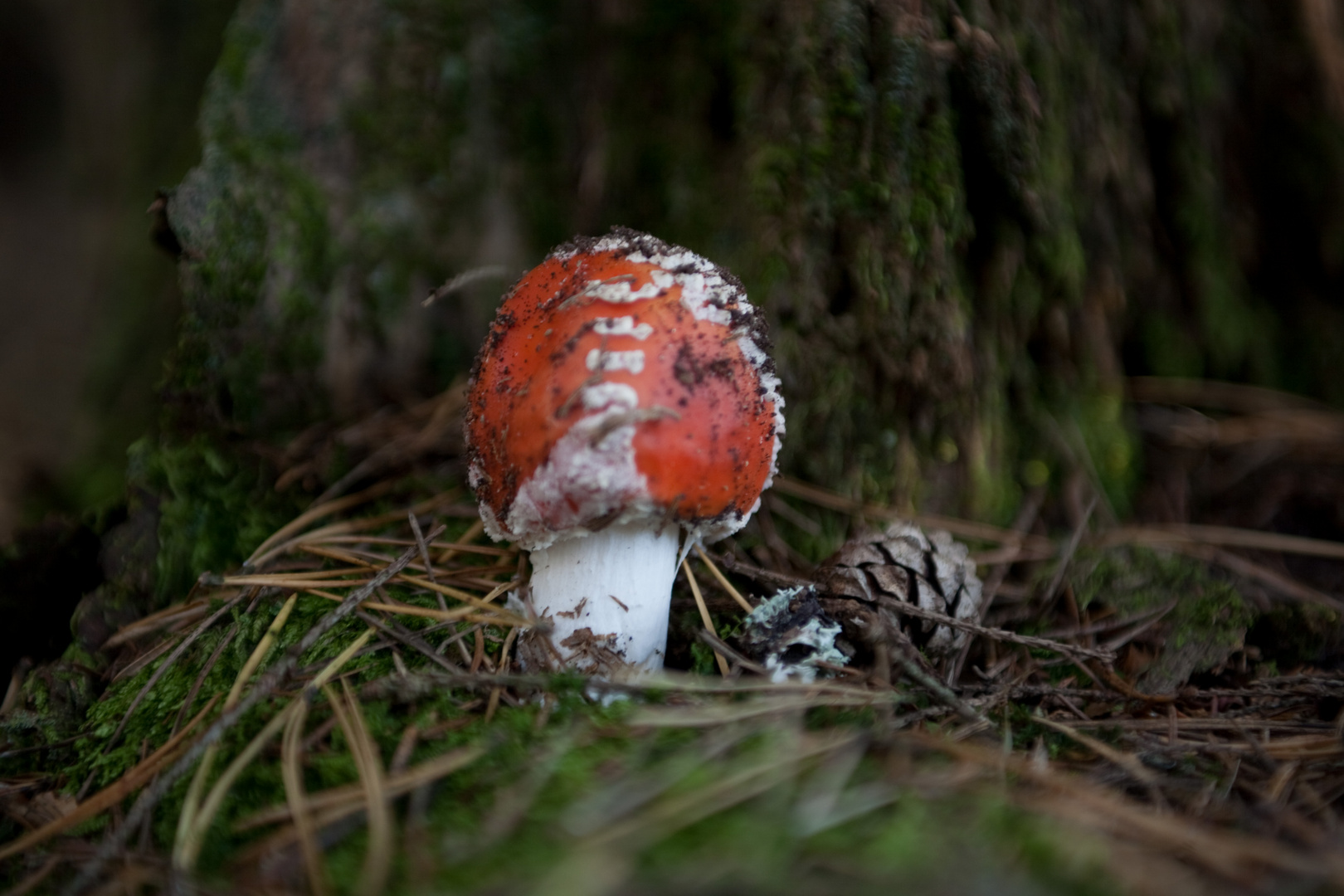 kleiner Fliegenpilz