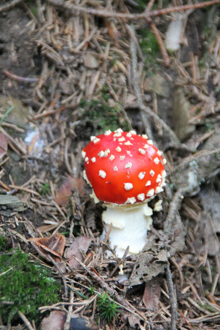 Kleiner Fliegenpilz..