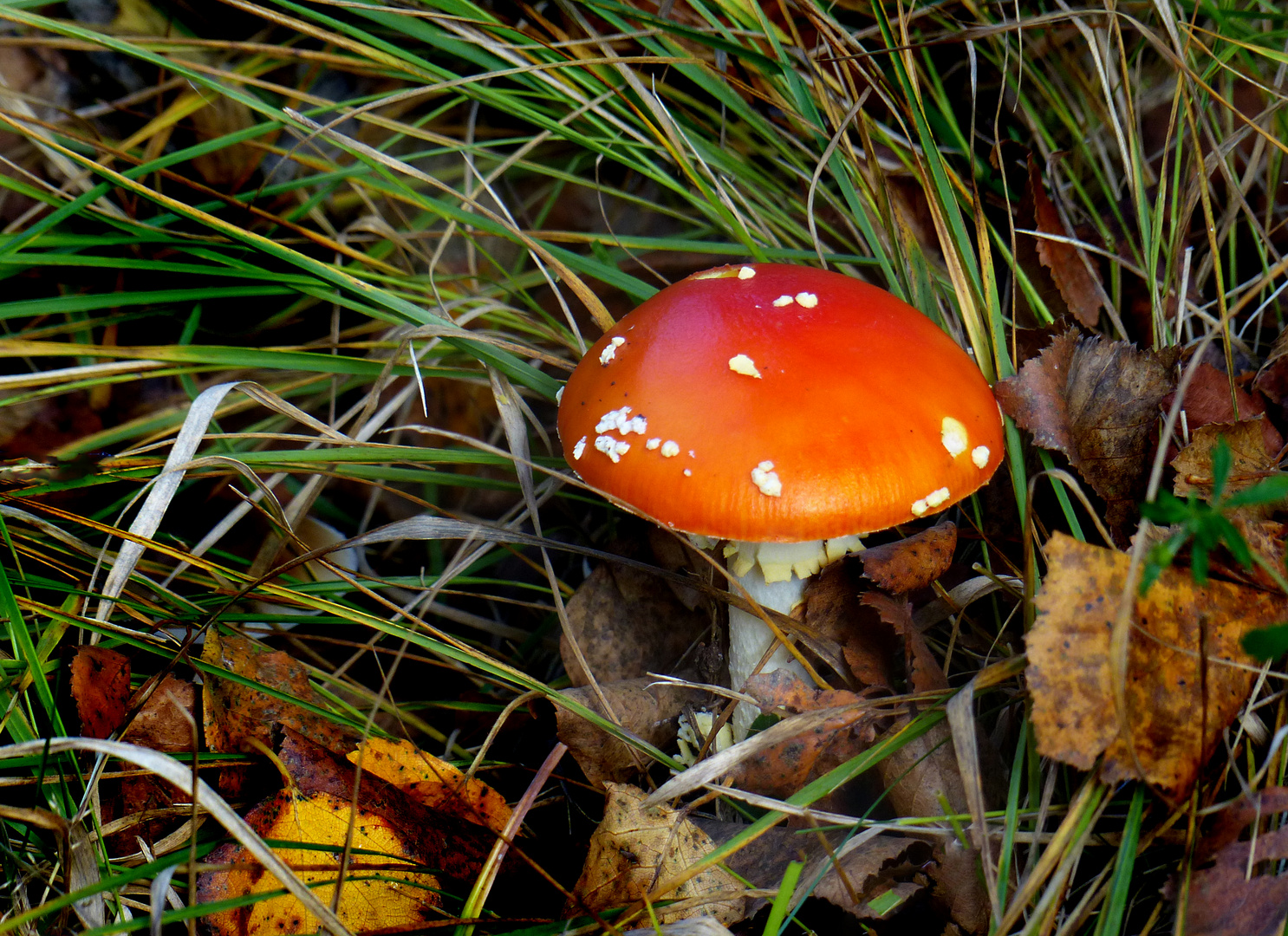 Kleiner Fliegenpilz