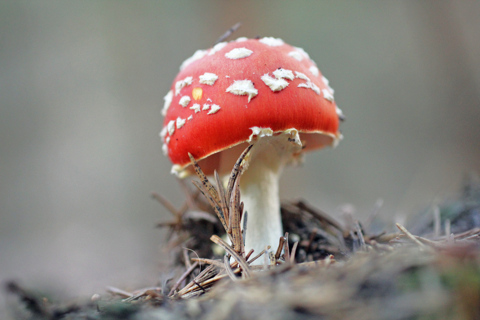 kleiner Fliegenpilz 2