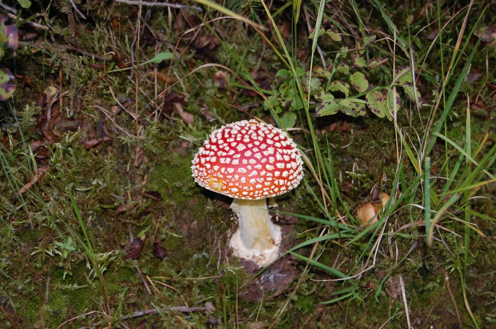 Kleiner Fliegenpilz