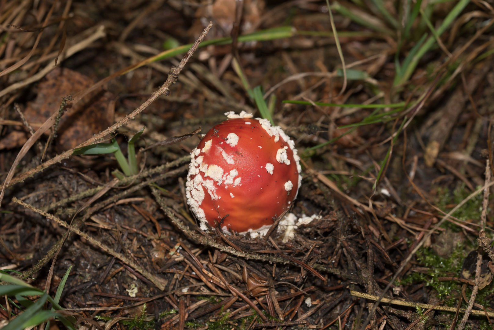 Kleiner Fliegenpilz