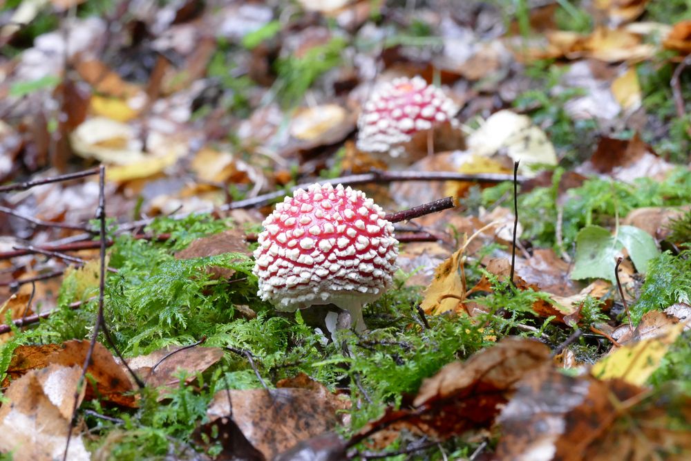 Kleiner Fliegenpilz