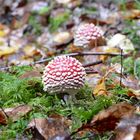 Kleiner Fliegenpilz