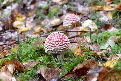 Kleiner Fliegenpilz