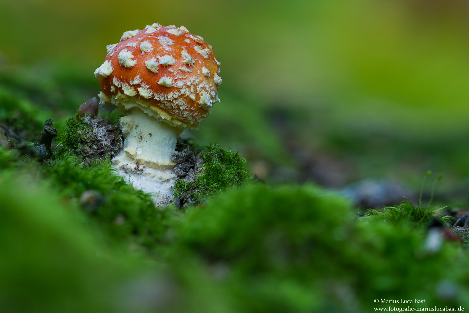 Kleiner Fliegenpilz (Amanita muscaria)