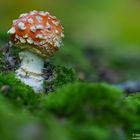 Kleiner Fliegenpilz (Amanita muscaria)