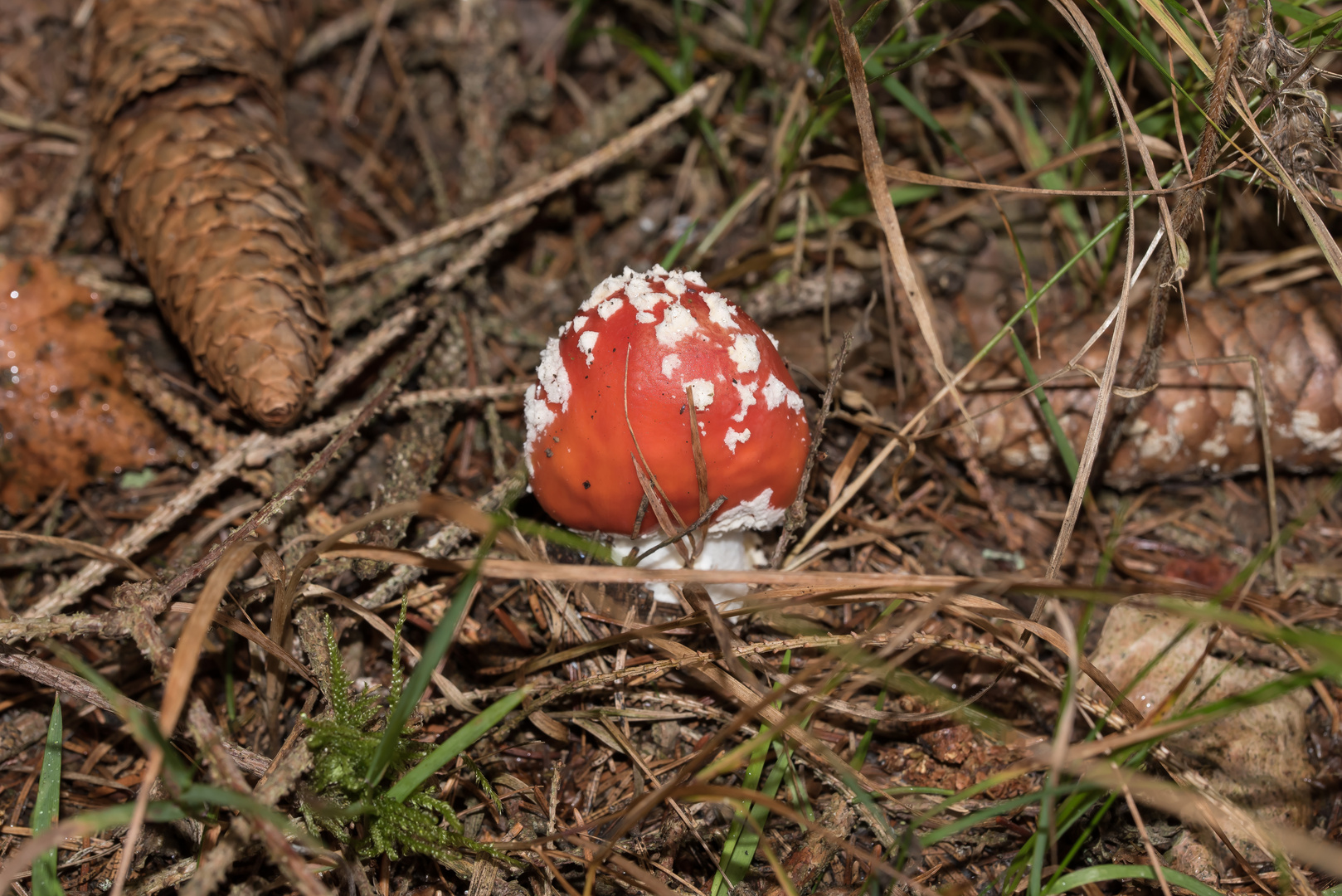 Kleiner Fliegenpilz