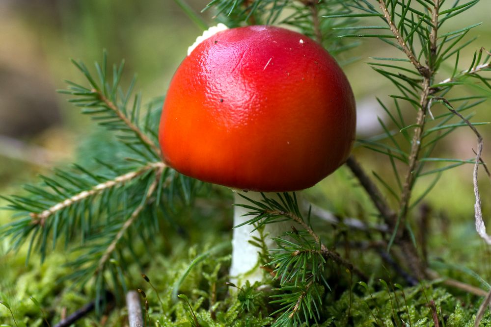 Kleiner Fliegenpilz