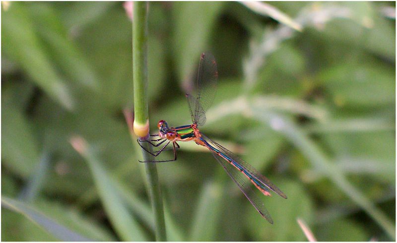 Kleiner Flieger