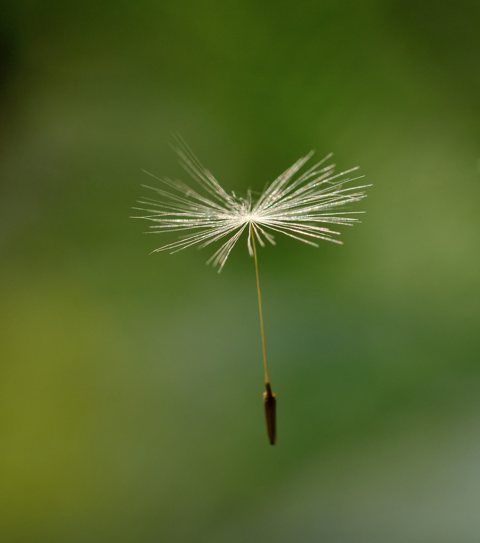 ...kleiner Flieger