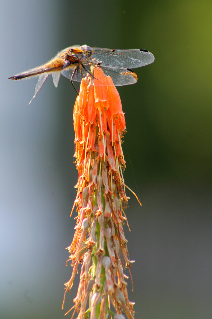 Kleiner Flieger