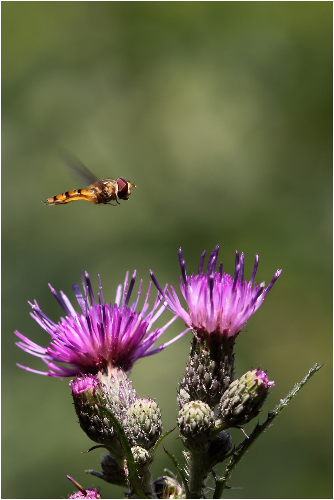 kleiner Flieger