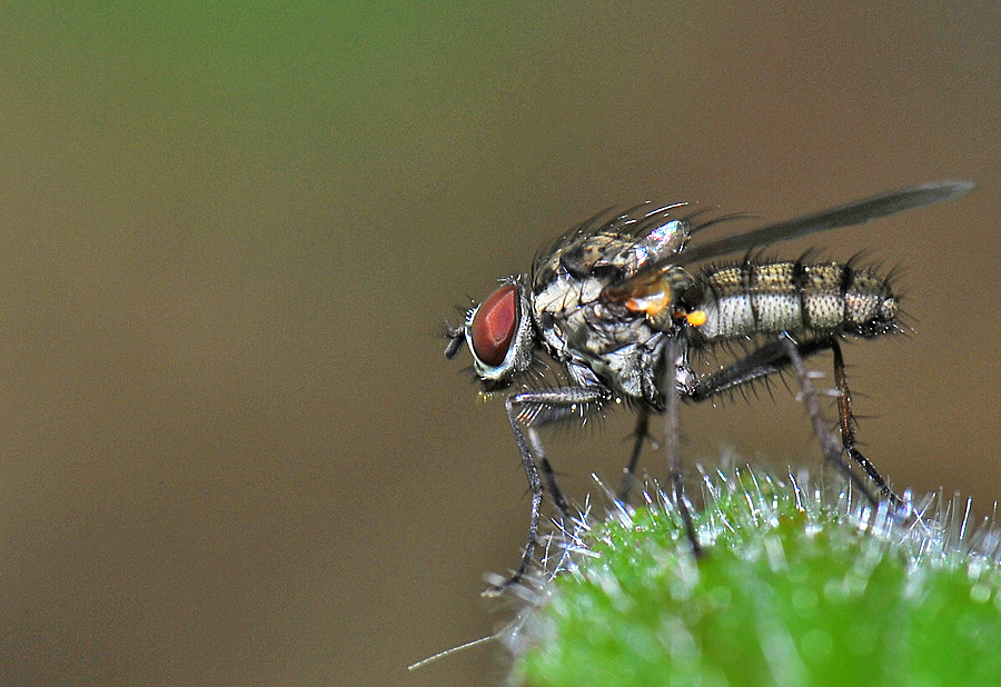 kleiner Flieger