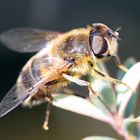 kleiner Flieger