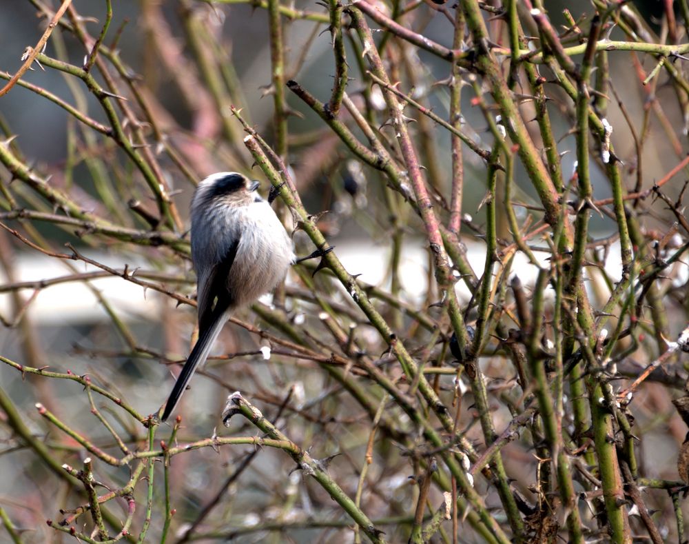 Kleiner flinker Vogel, Schwanzmeise . Danke an Wilh-Tel 