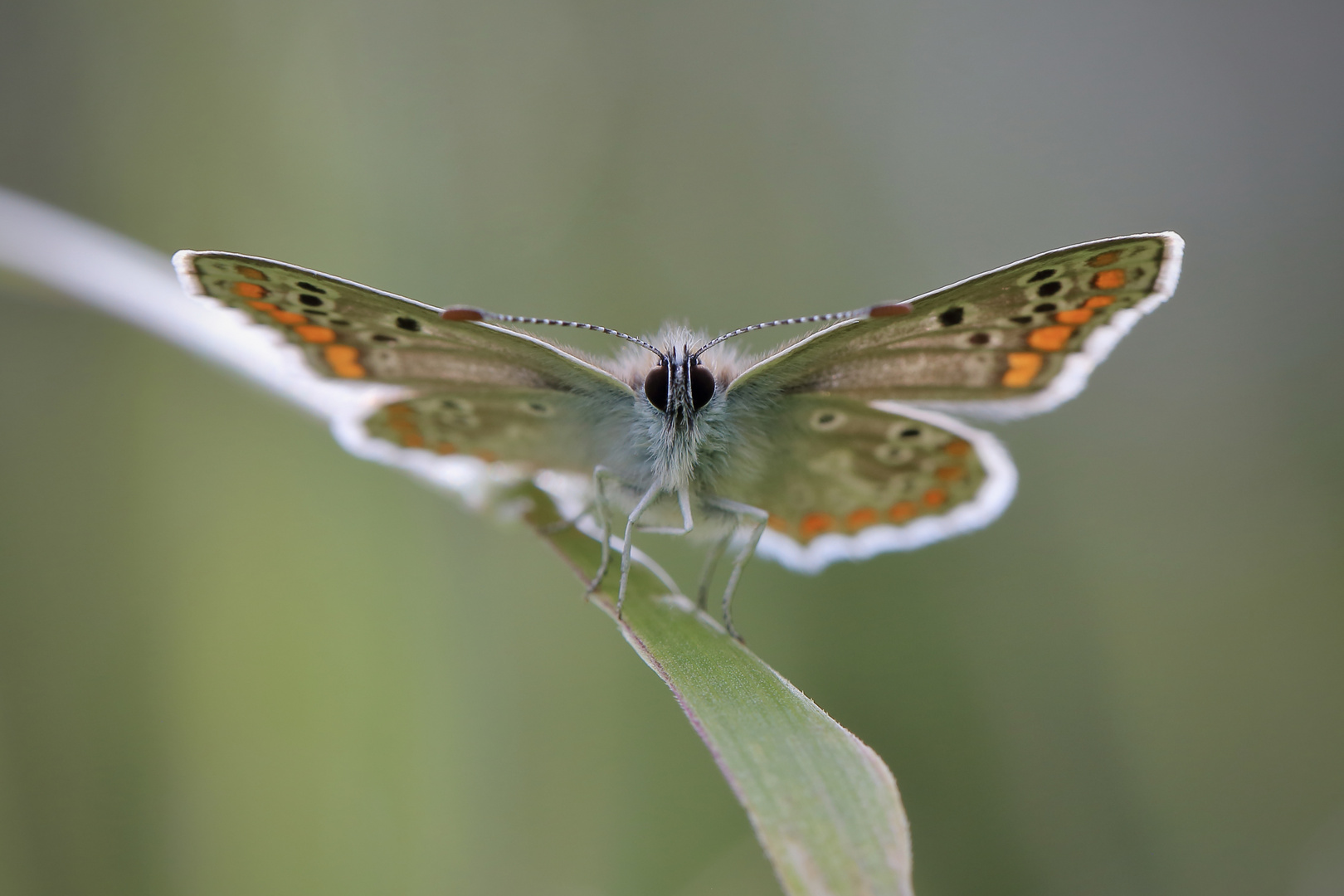 Kleiner Flugdrache