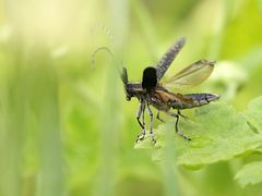 Kleiner Flugsaurier