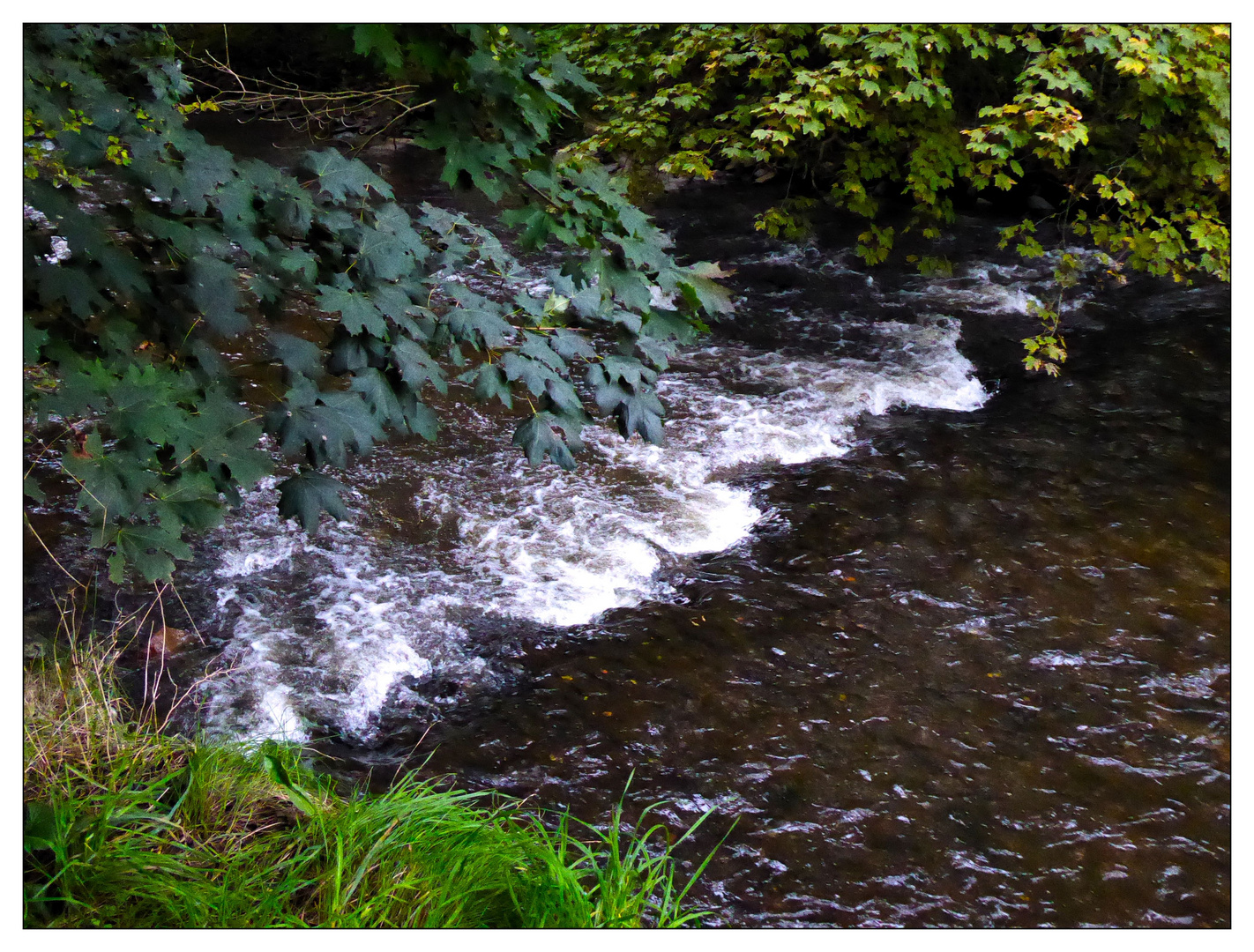 Kleiner Fluss im Vogtland