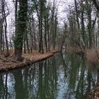 Kleiner Fluß im Wald #1