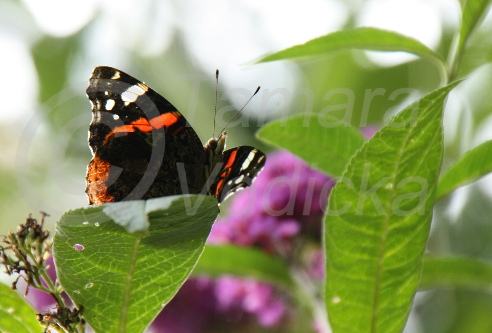 kleiner fotogener Schmetterling ;)