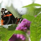 kleiner fotogener Schmetterling ;)