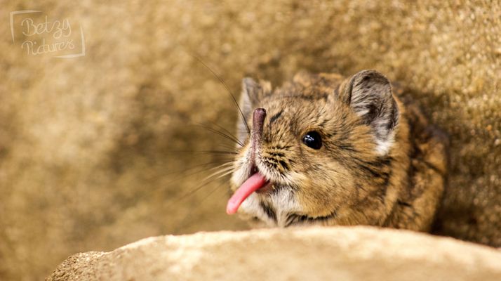 Kleiner Frechdachs ;)