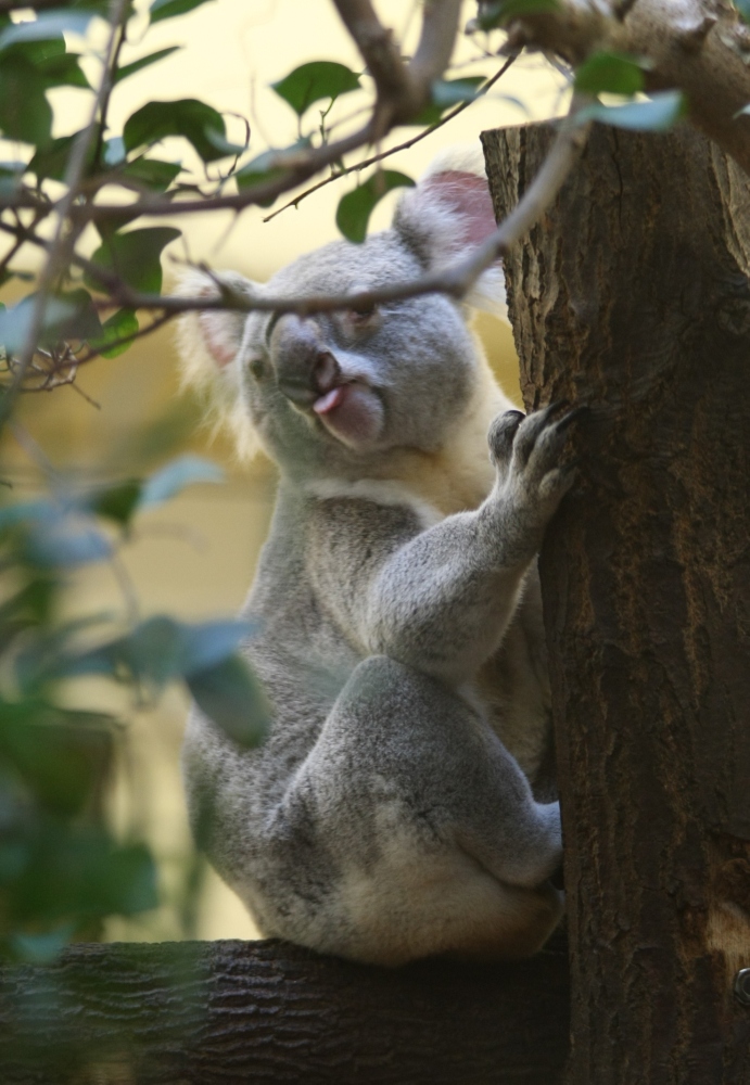 Kleiner frecher Koala