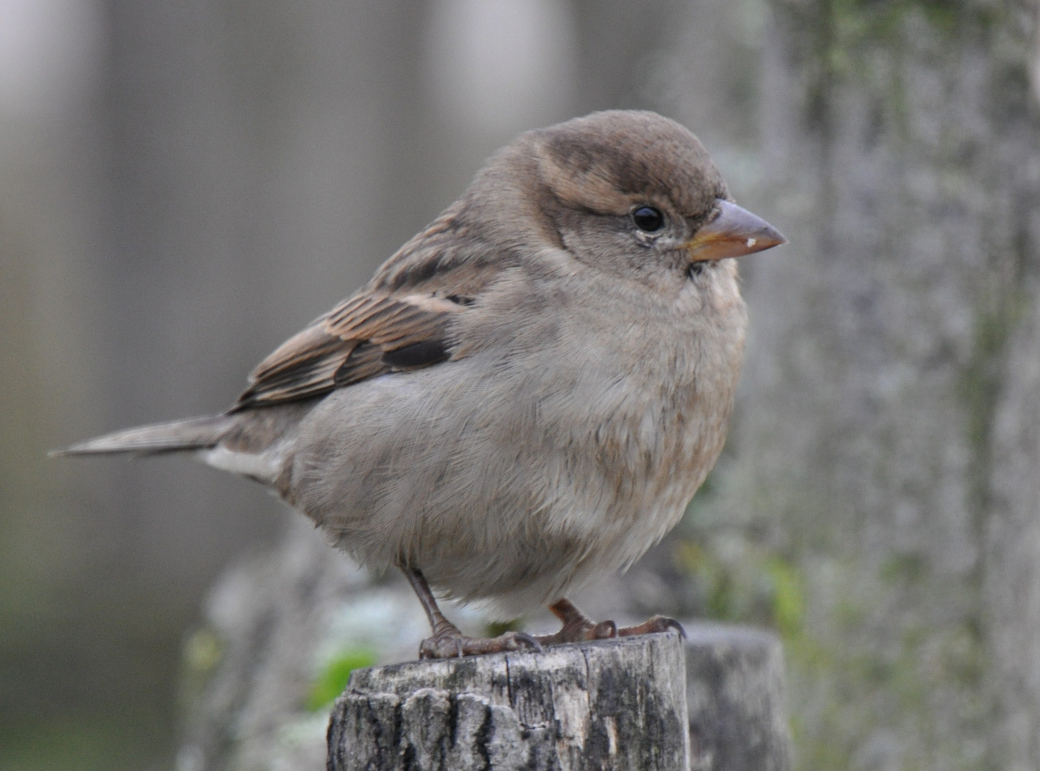 ......kleiner frecher Spatz